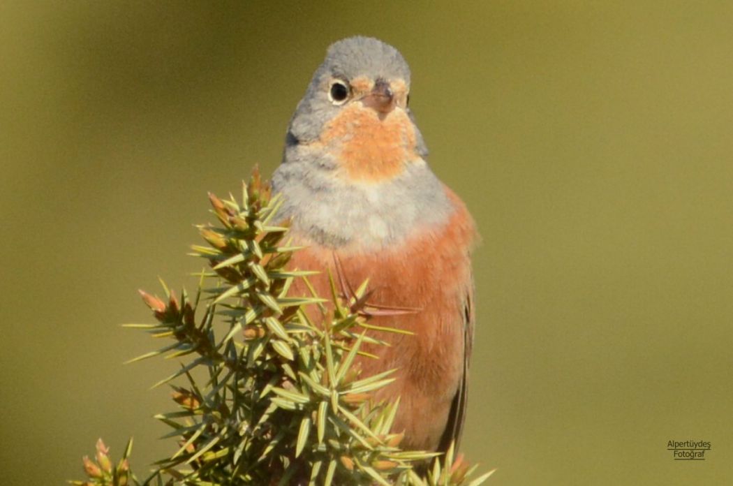 Cretzschmar`s Bunting