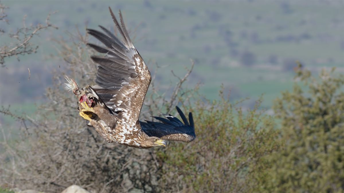 Akkuyruklu Kartal