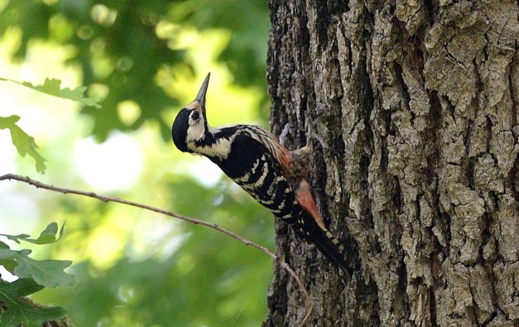 White-backed Woodpecker