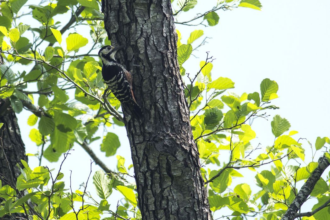 White-backed Woodpecker