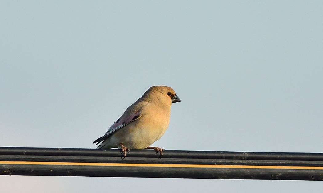 Desert Finch