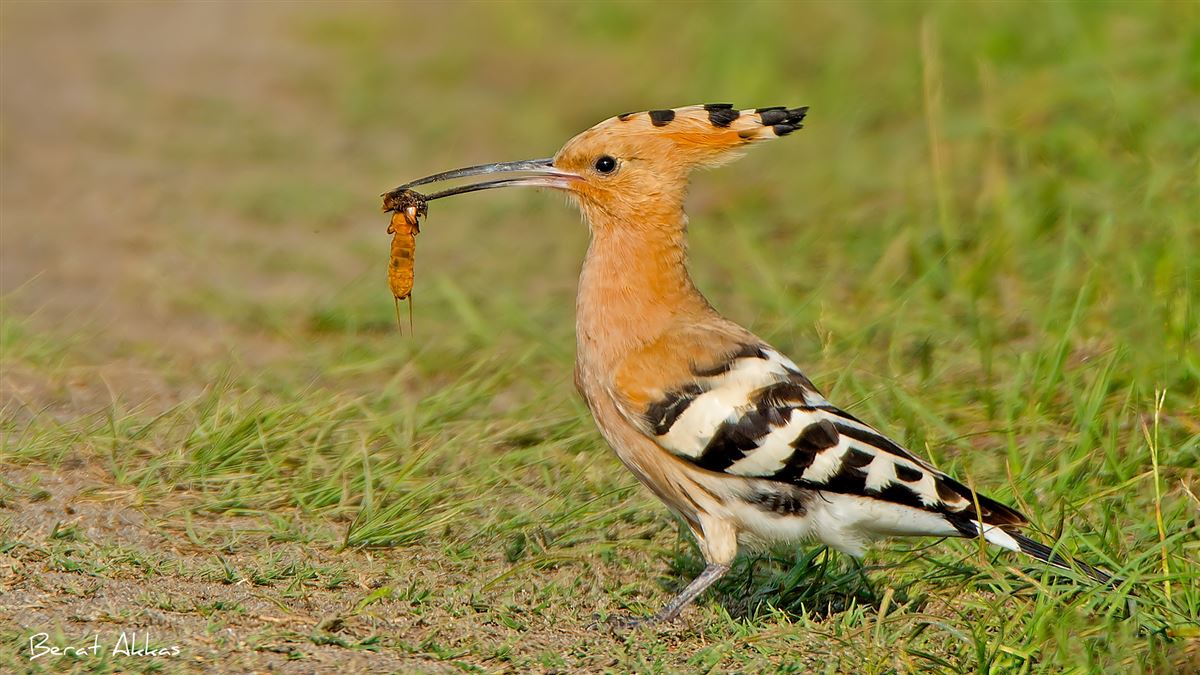 İbibik