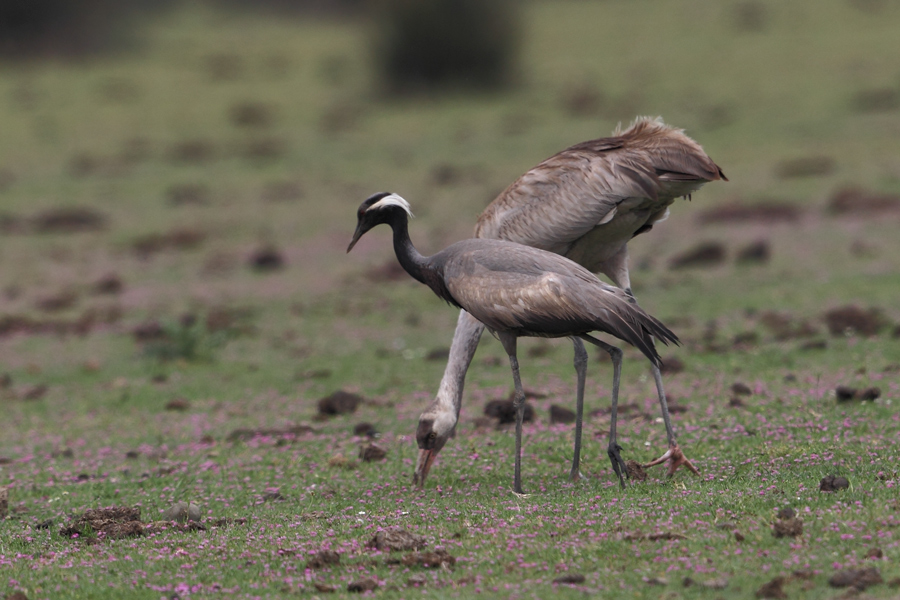 Demoiselle Crane