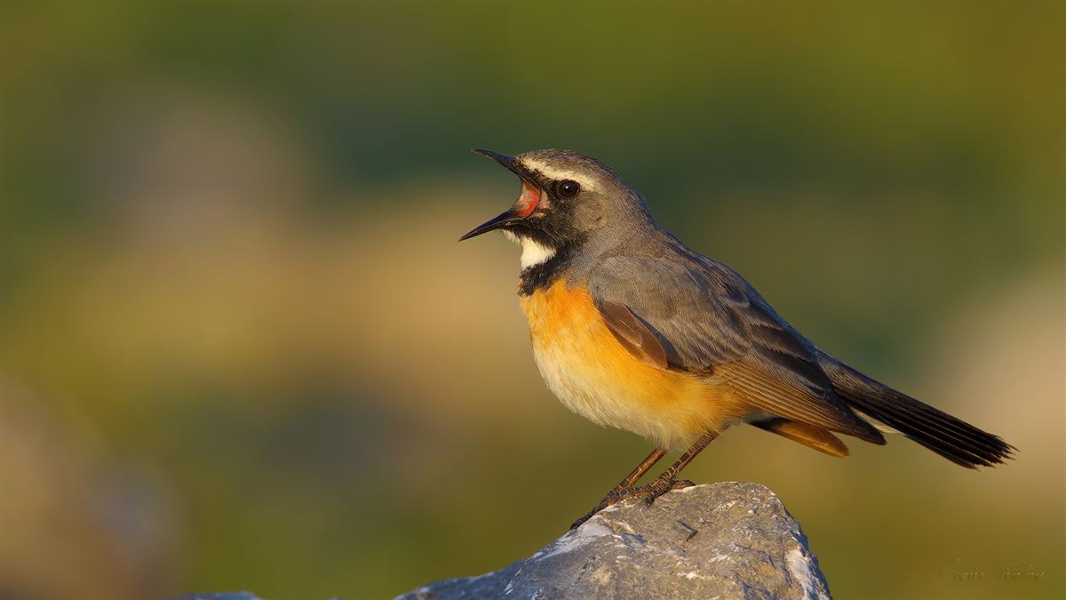 Taşbülbülü