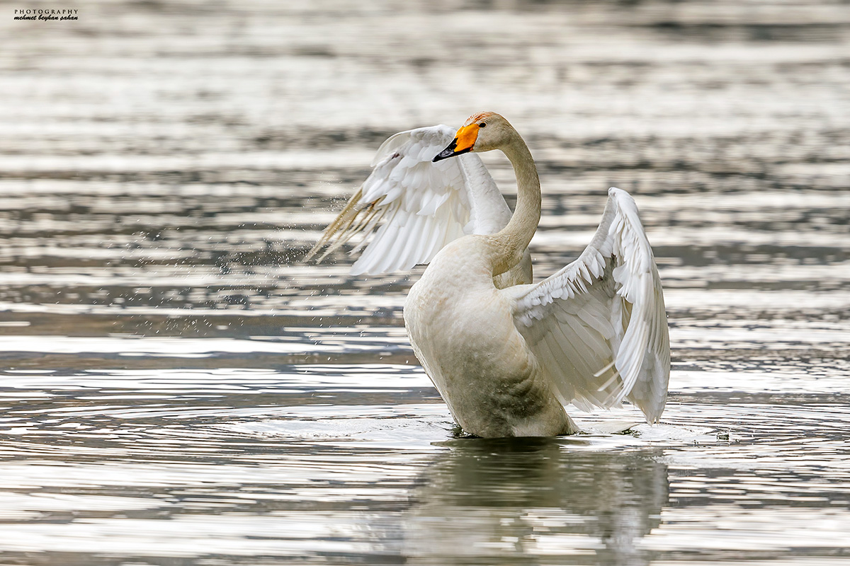 Whooper Swan