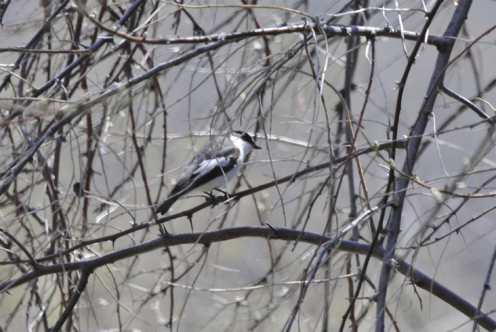 European Pied Flycatcher