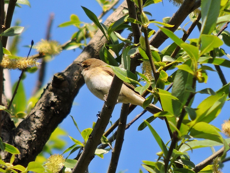 Mountain Chiffchaff