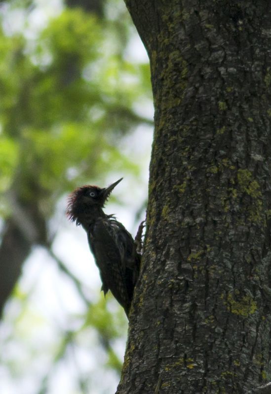European Green Woodpecker
