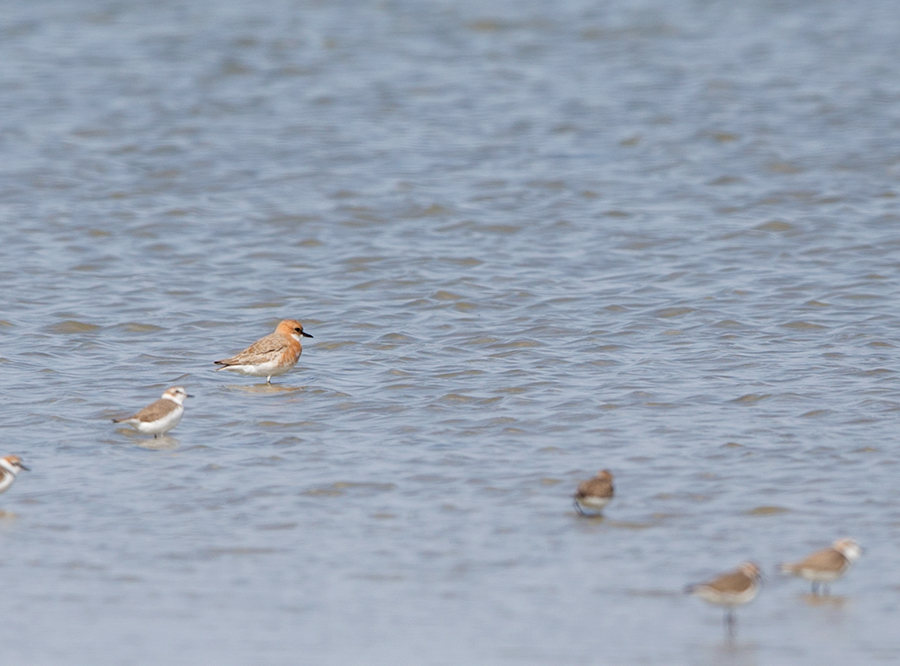 Greater Sand Plover