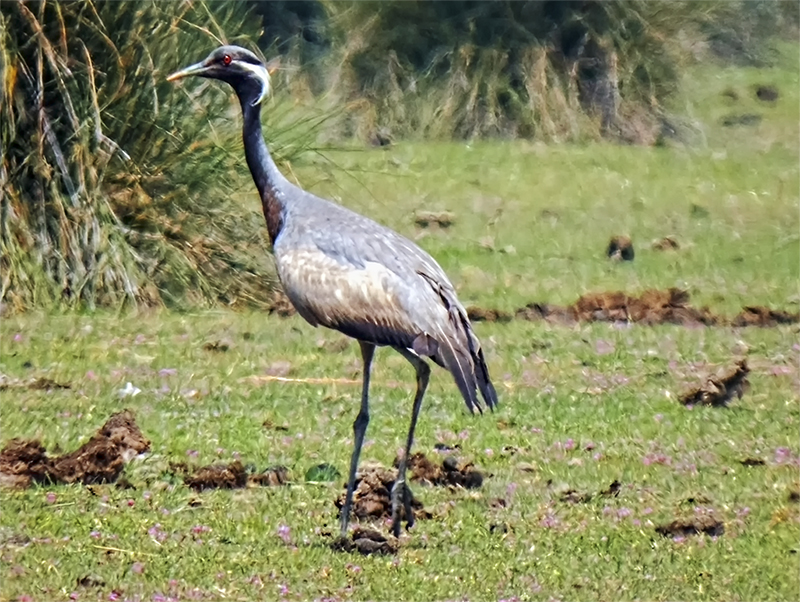 Demoiselle Crane