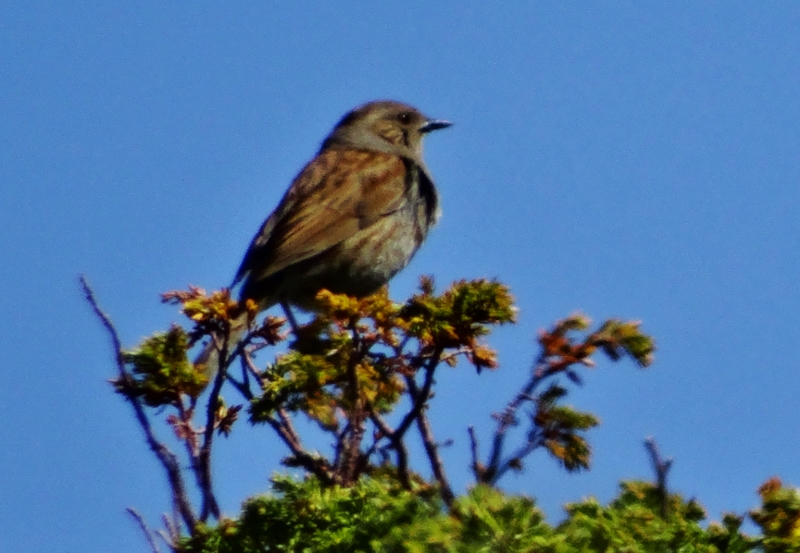 Dunnock