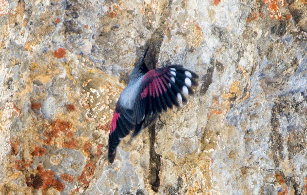 Wallcreeper