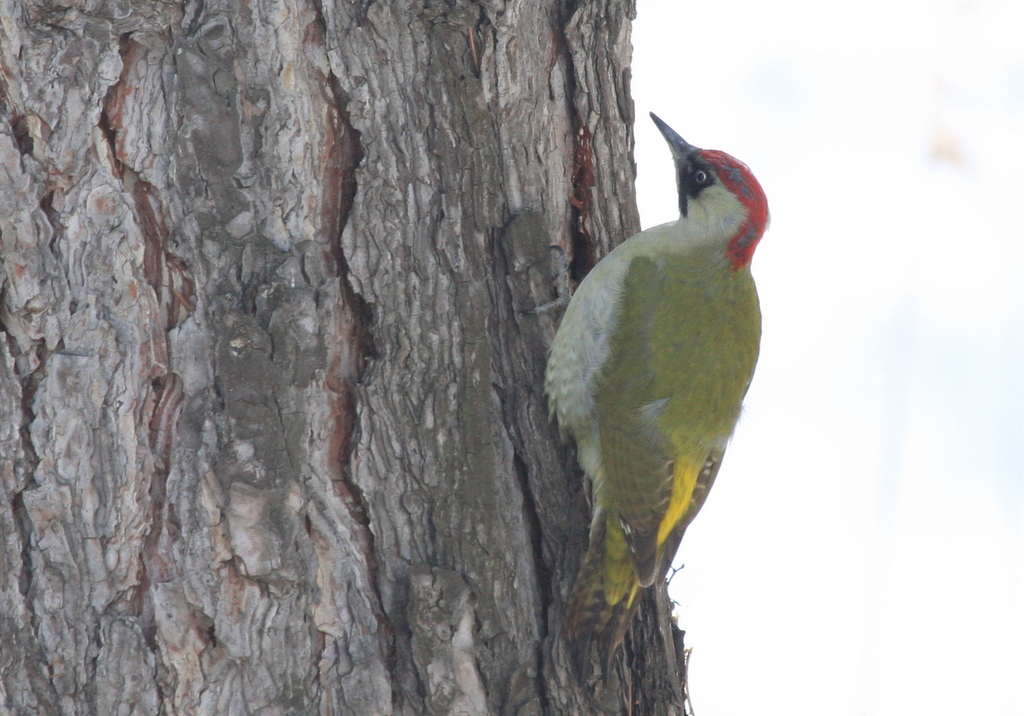 European Green Woodpecker