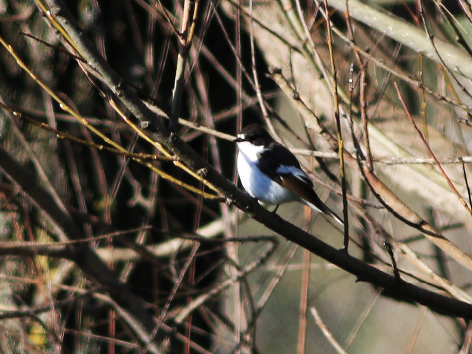 European Pied Flycatcher