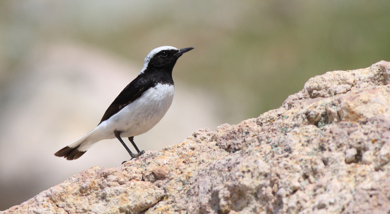 Finsch`s Wheatear