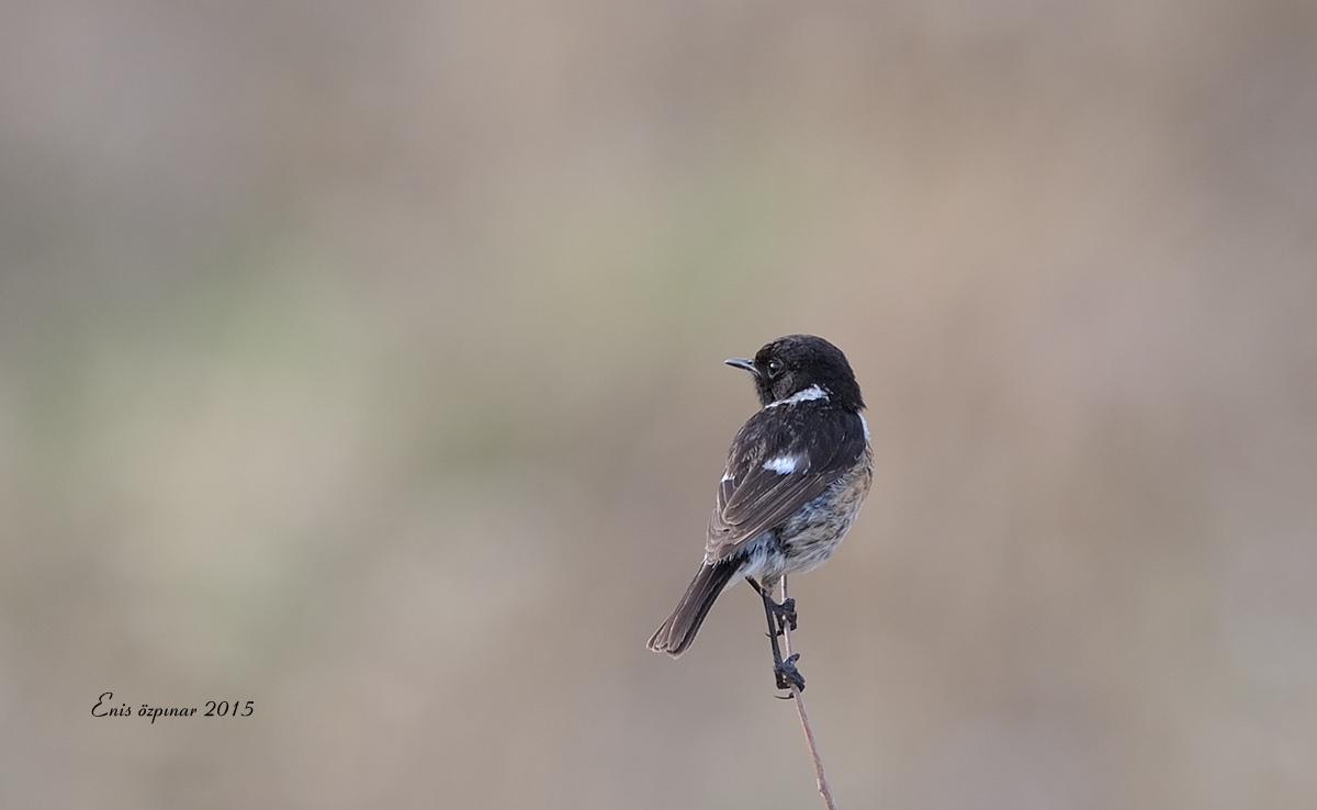 European Stonechat