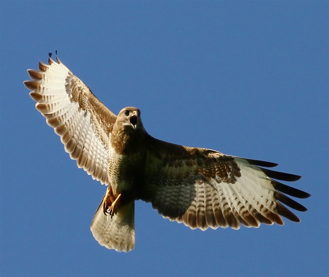 Common Buzzard