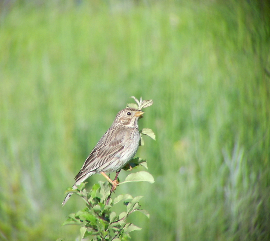 Corn Bunting