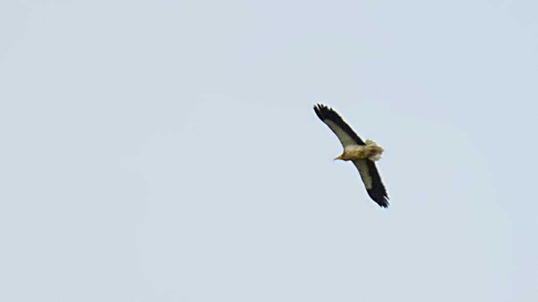 Egyptian Vulture
