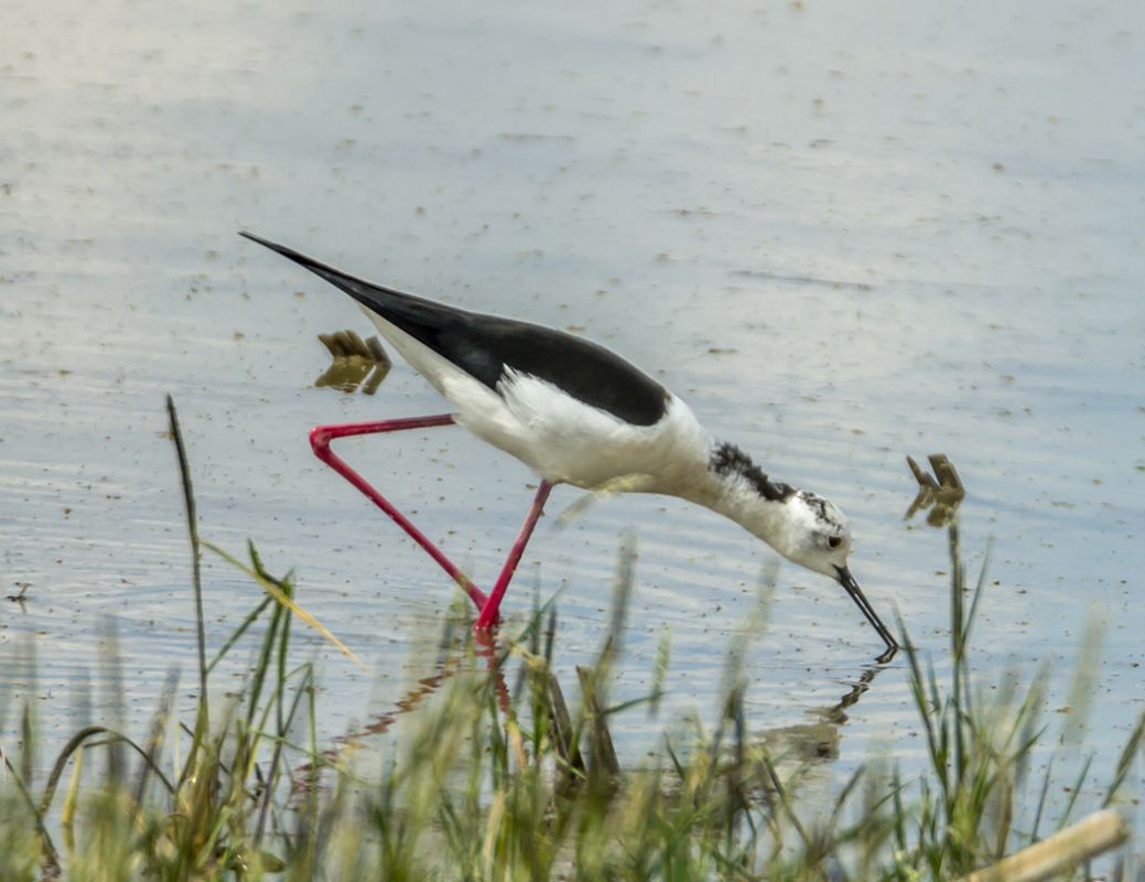 Black-winged Stilt