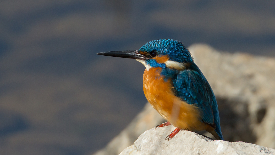 Common Kingfisher