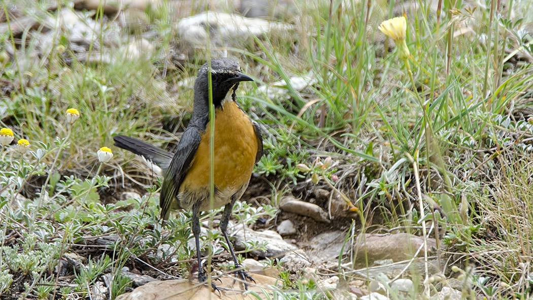 White-throated Robin