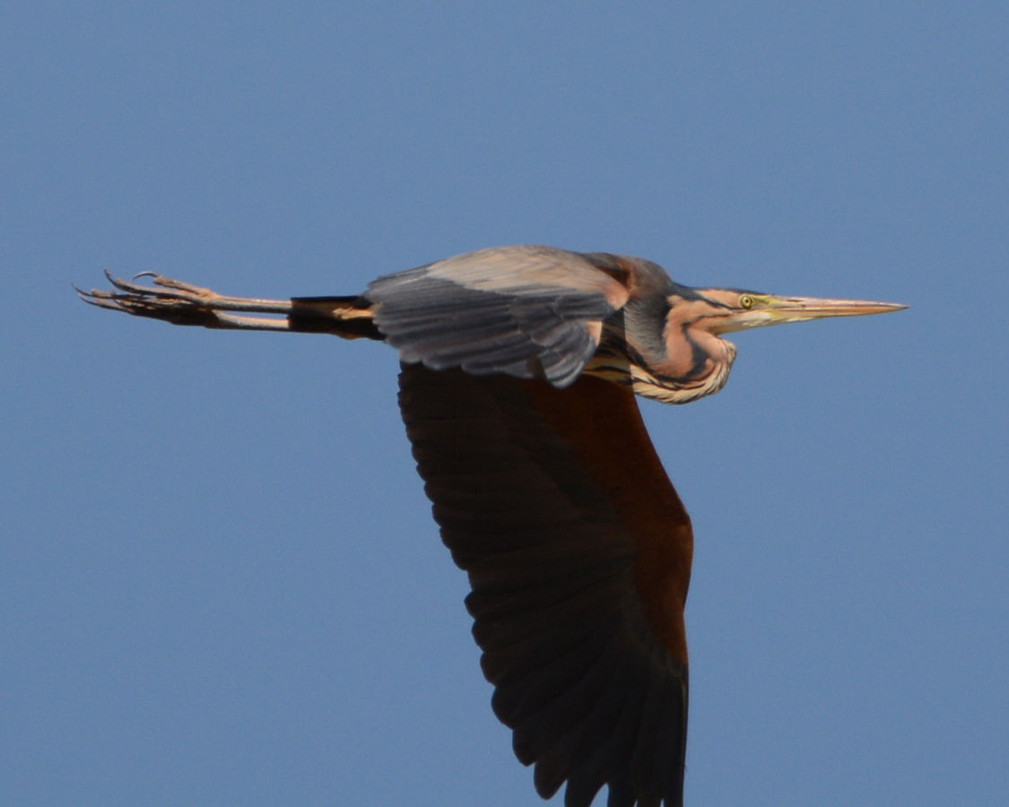 Purple Heron