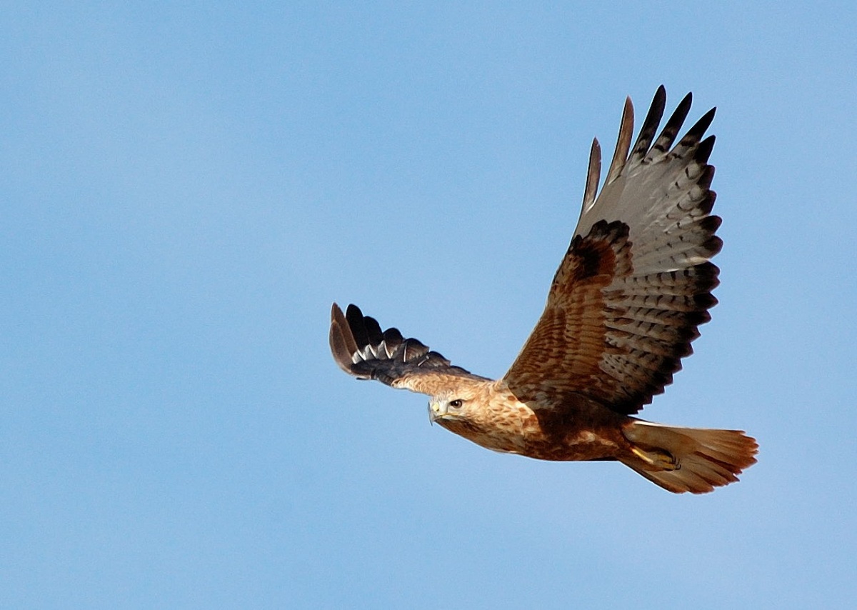 Long-legged Buzzard