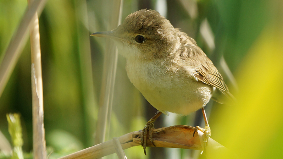Common Reed Warbler