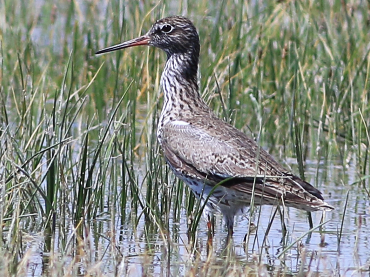 Common Redshank