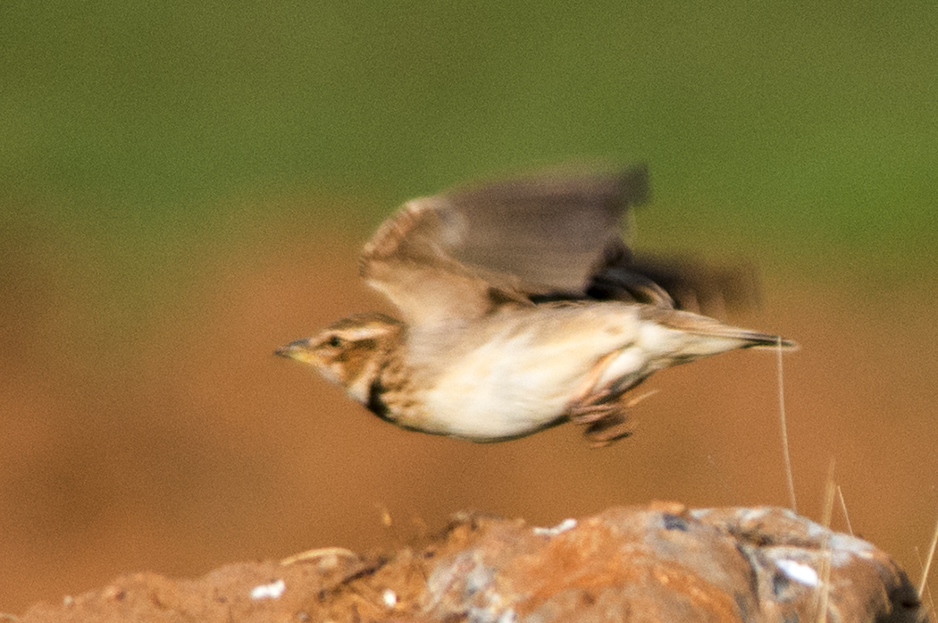 Bimaculated Lark