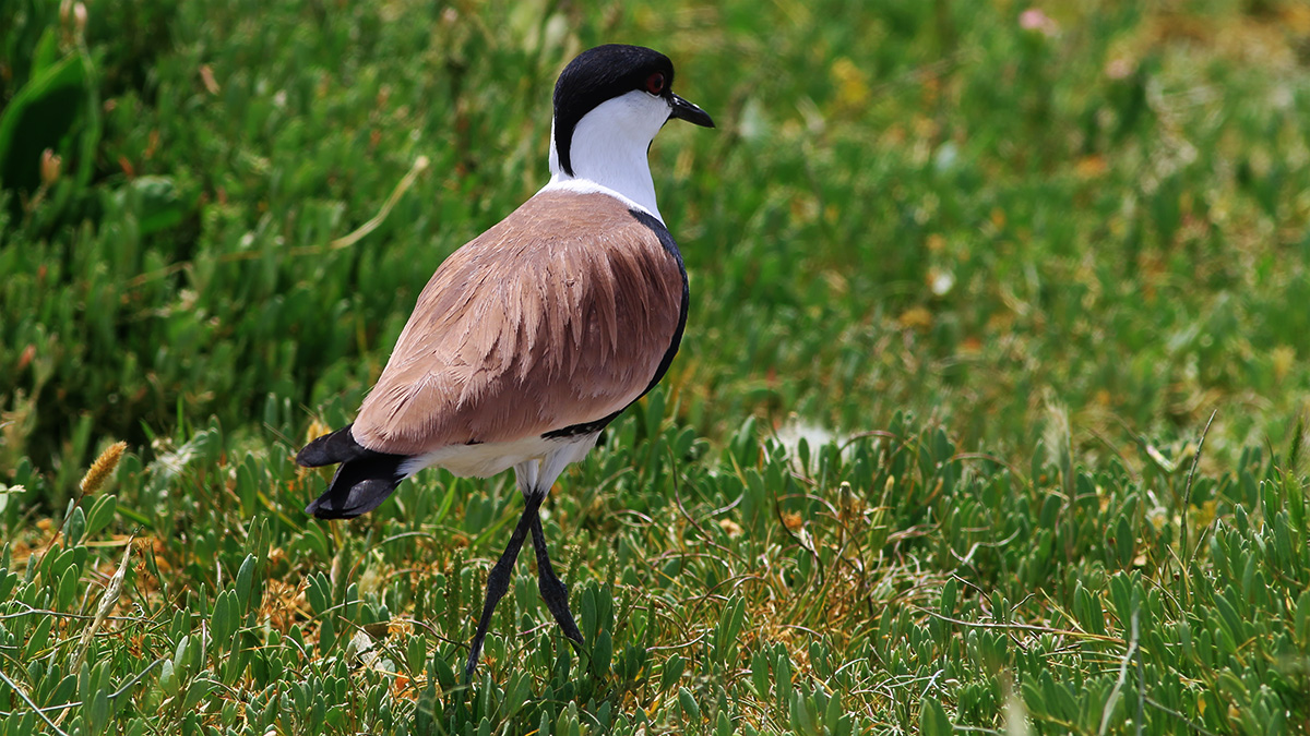 Spur-winged Lapwing