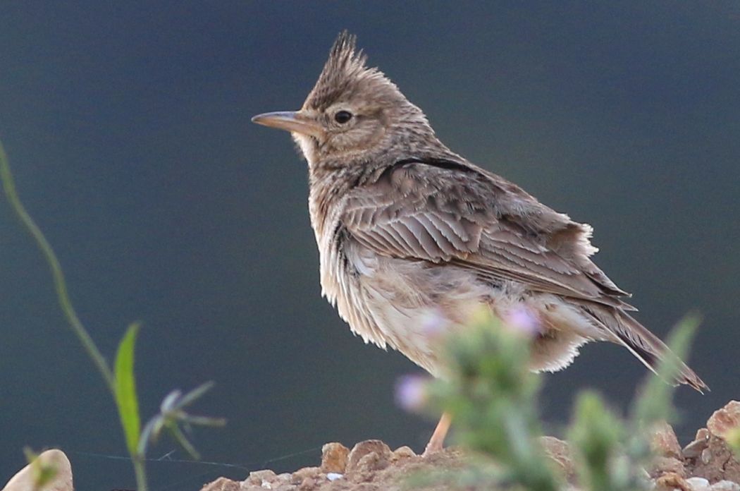 Crested Lark