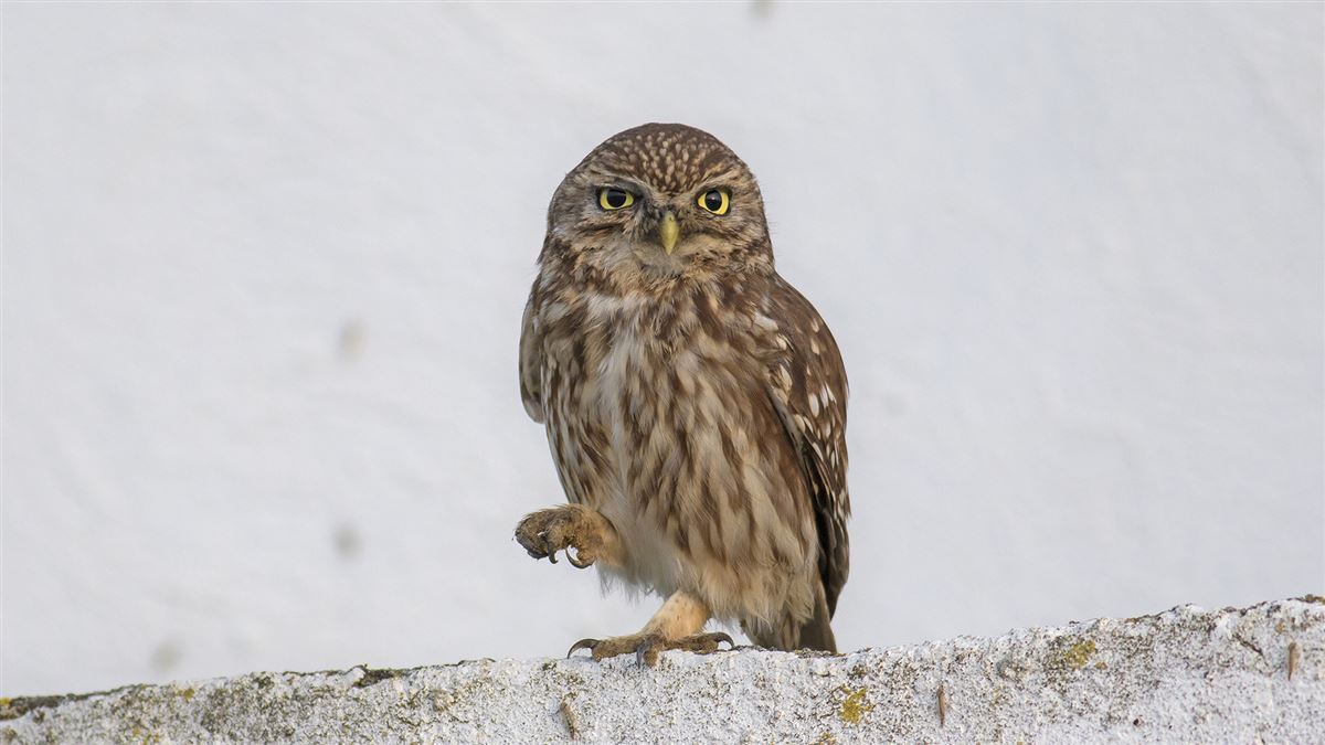 Little Owl