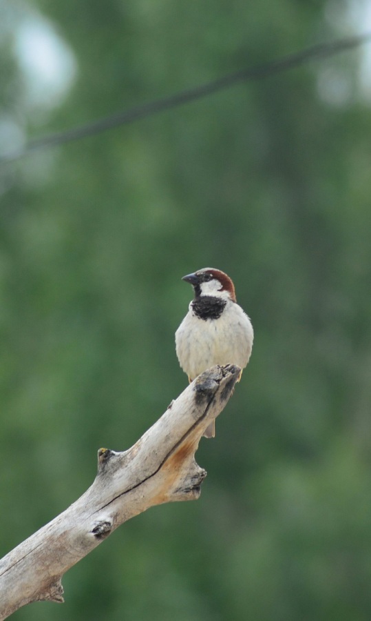 House Sparrow
