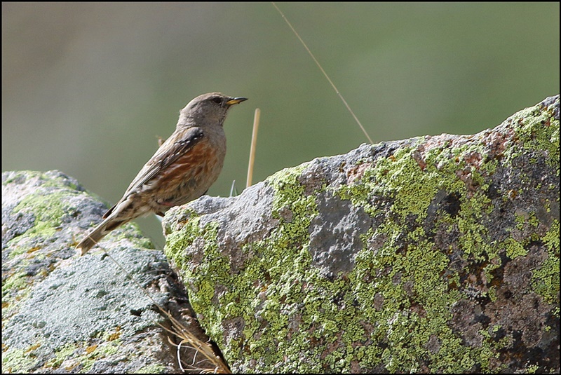 Alpine Accentor