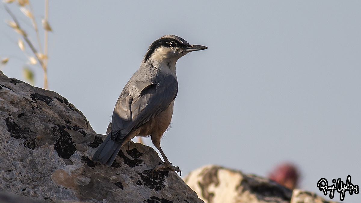 Eastern Rock Nuthatch