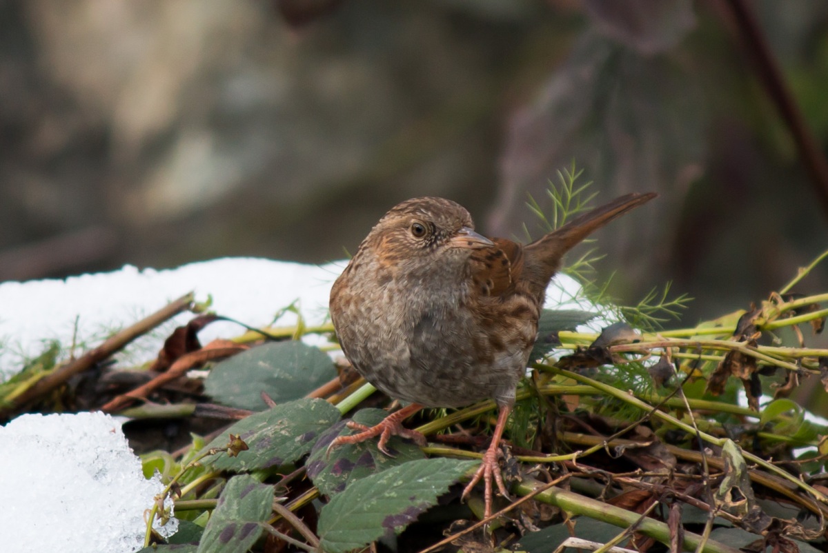Dunnock