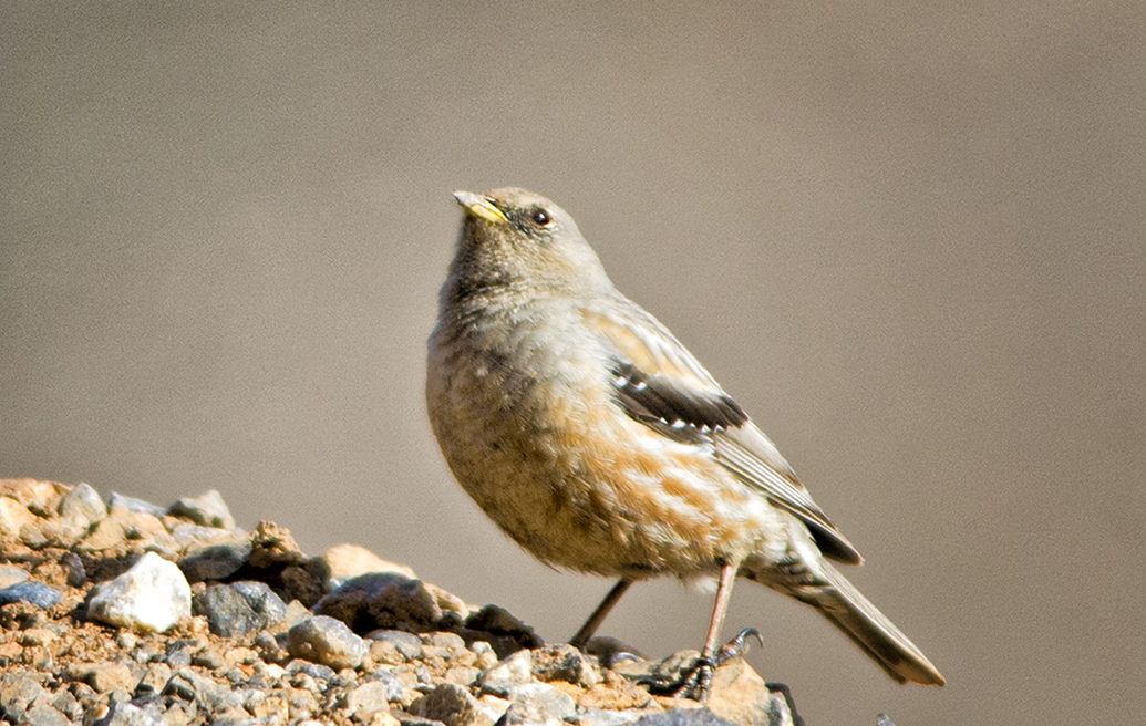 Alpine Accentor