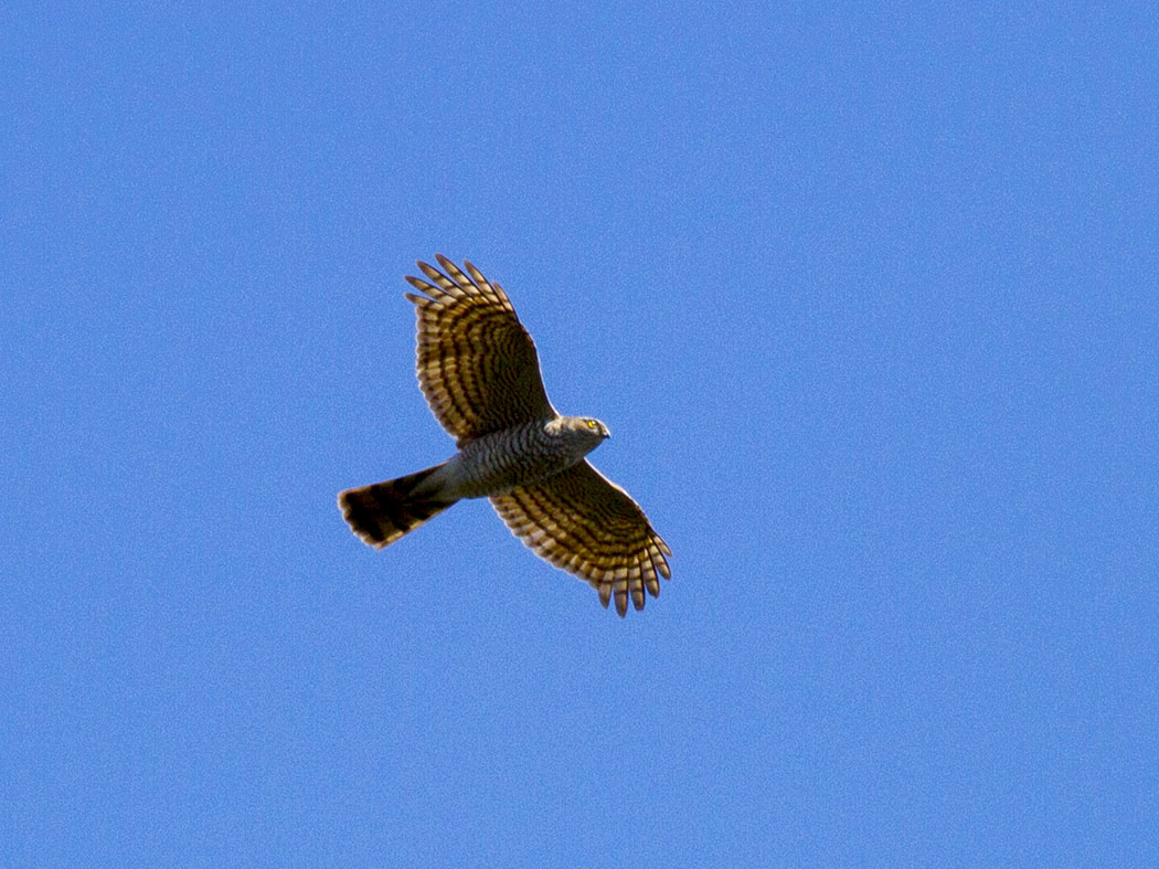 Atmaca