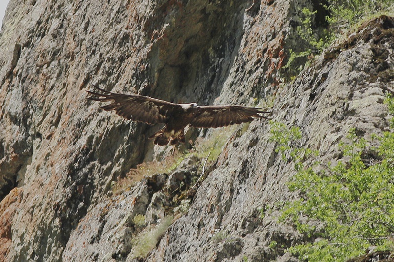 Kaya Kartalı