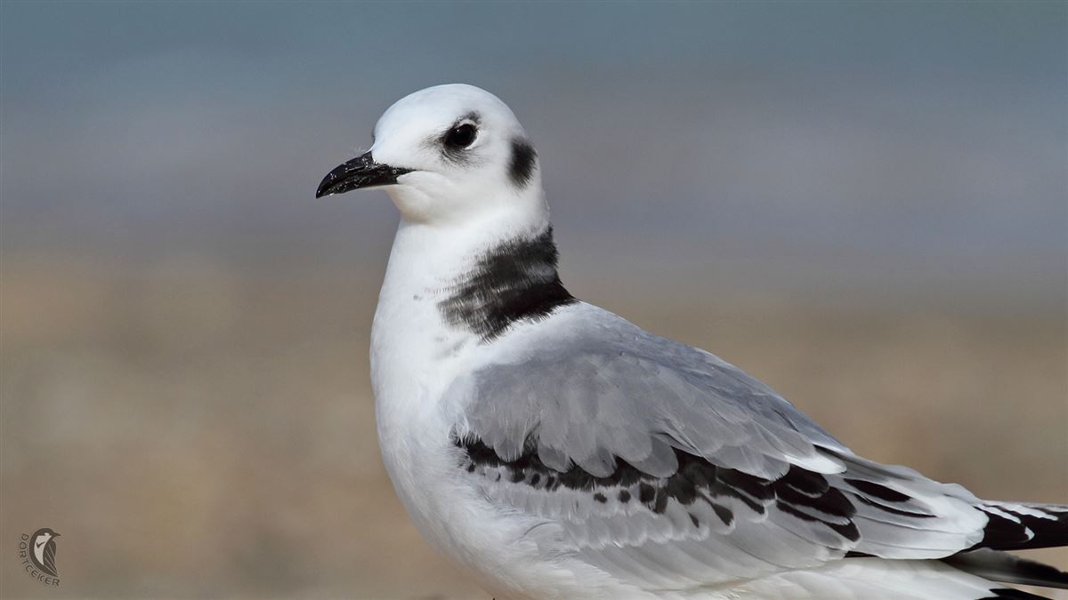 Black-legged Kittiwake