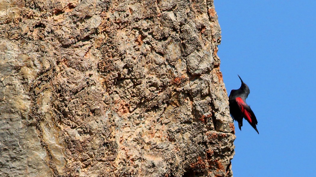 Wallcreeper