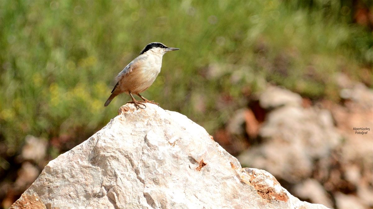 Eastern Rock Nuthatch