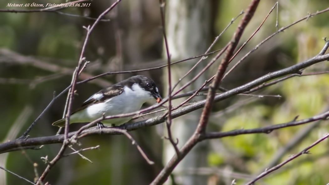 European Pied Flycatcher