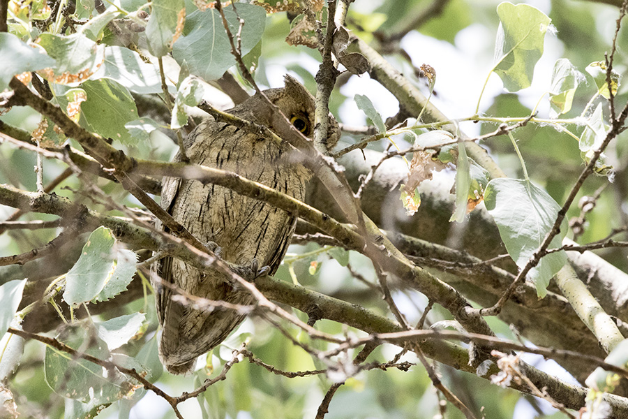 Pallid Scops Owl