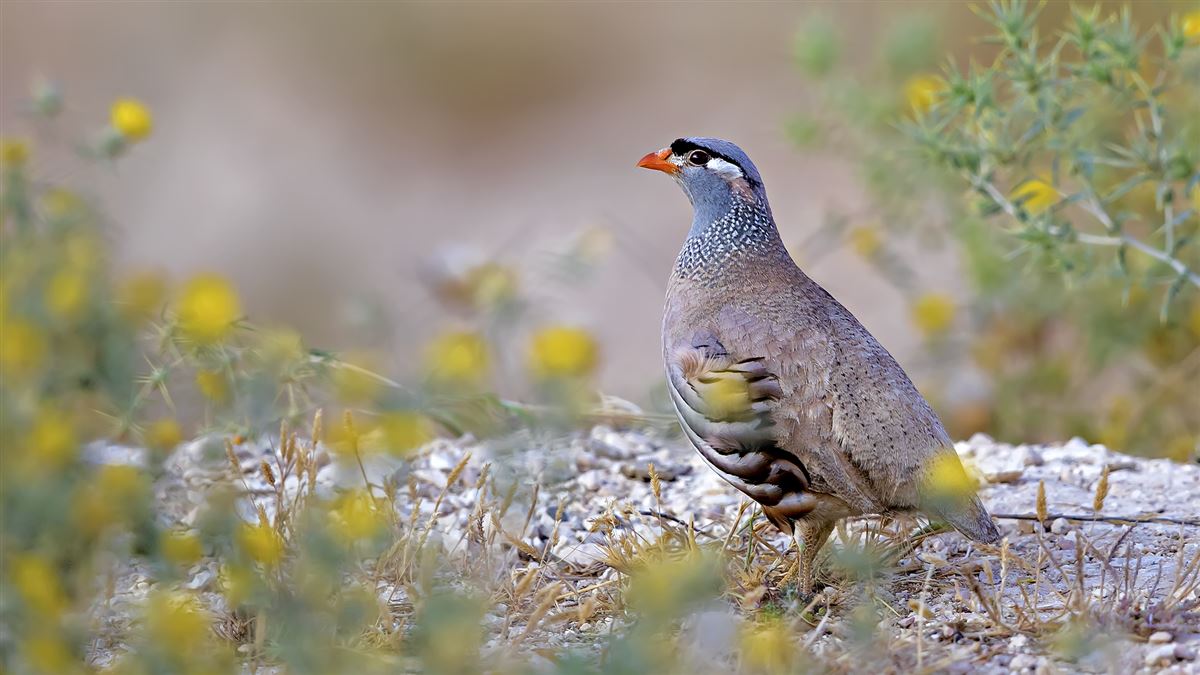 See-see Partridge
