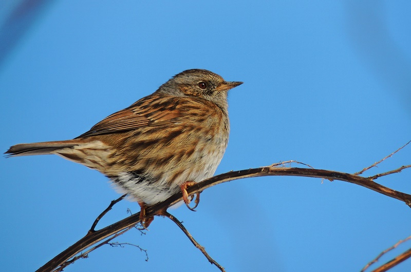 Dunnock