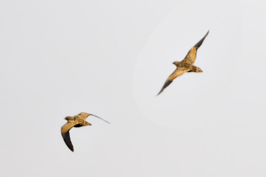 Black-bellied Sandgrouse