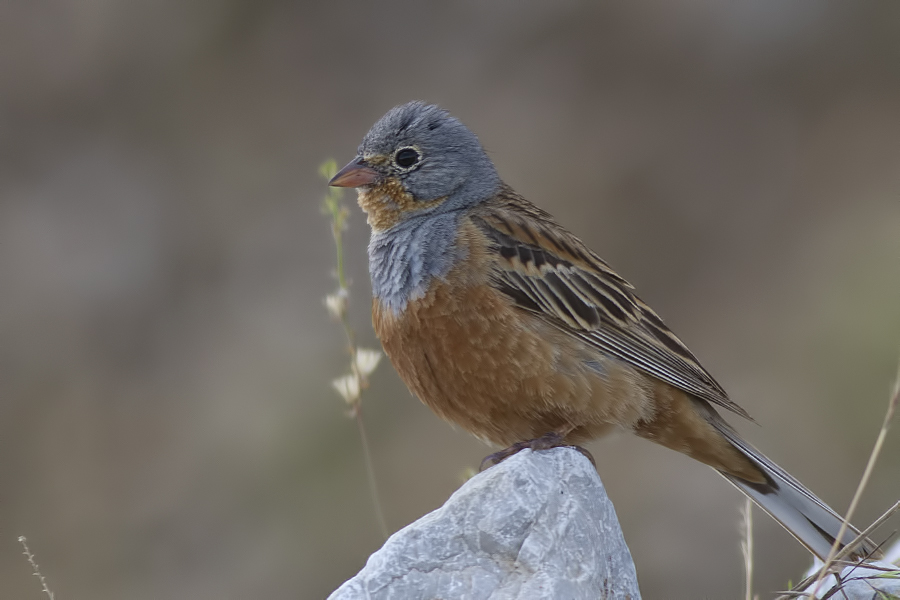Cretzschmar`s Bunting